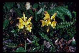 Image of Oeder's lousewort