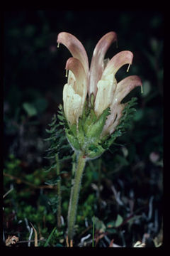 Imagem de Pedicularis capitata Adams.