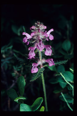 Image of woolly lousewort