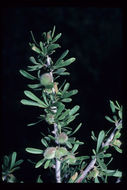 Prunus fasciculata (Torr.) Gray resmi