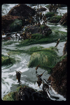 Image of Scouler's surfgrass