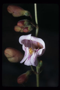 Image of Palmer's penstemon