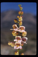 Image of Palmer's penstemon