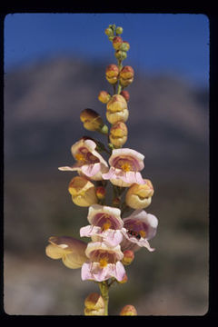 Image of Palmer's penstemon