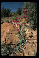 Penstemon eatonii A. Gray resmi