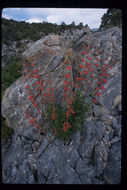 Penstemon eatonii A. Gray resmi