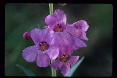 Image of sidebells penstemon