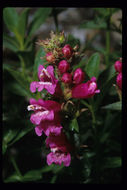 Слика од Penstemon newberryi Gray