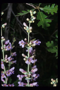 Image of southwestern beardtongue