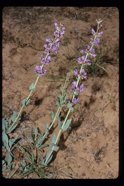 Image of southwestern beardtongue