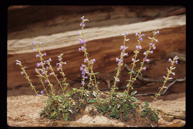 Image of low beardtongue