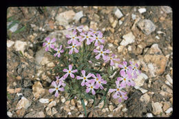 Image of cold-desert phlox