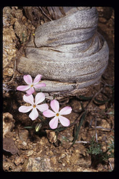 Image of cold-desert phlox