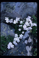 Image of flowery phlox