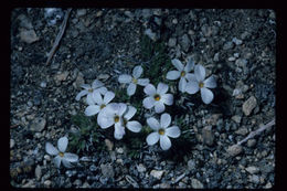 Imagem de Phlox condensata (A. Gray) E. Nels.