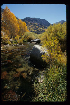 Image of quaking aspen