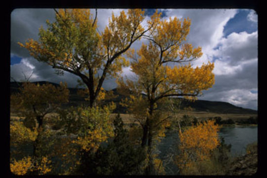 Image of narrowleaf cottonwood