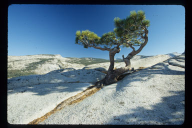 Image of Jeffrey Pine