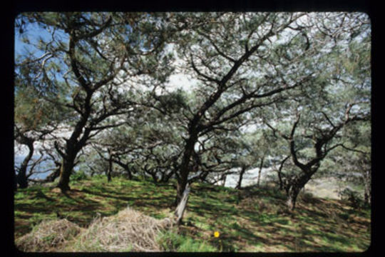 Image of Torrey pine