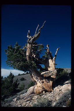 Image of Limber Pine