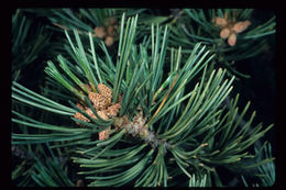 Image of Limber Pine