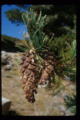 Image of western white pine