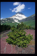 Image of Sierra lodgepole pine