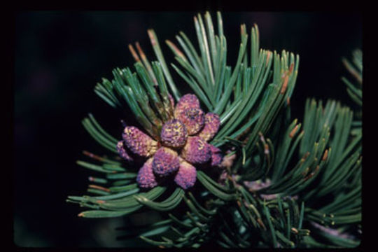 Image of whitebark pine