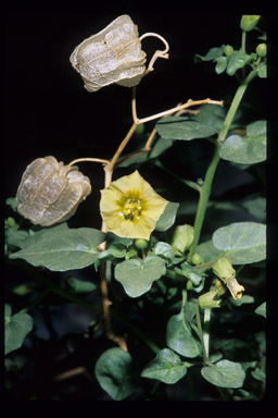 Image of yellow nightshade groundcherry