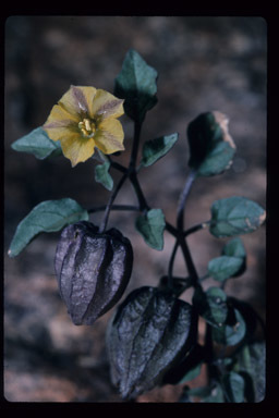 Image of yellow nightshade groundcherry