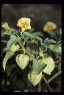 Image of yellow nightshade groundcherry