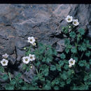 Слика од Phacelia perityloides Coville