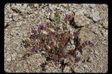 Image de Phacelia curvipes Torr. ex S. Wats.