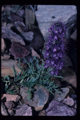 Image of silky phacelia