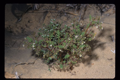 Image of Ives' phacelia