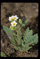 Image of shortlobe phacelia