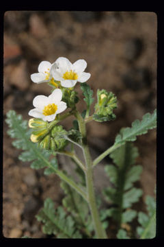 Image of shortlobe phacelia