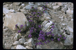 Image of Fremont's phacelia