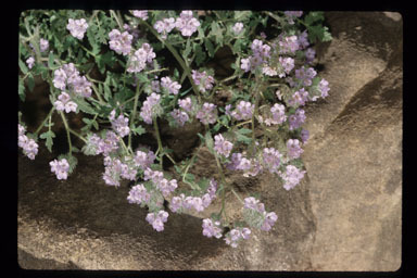 Image of branching phacelia