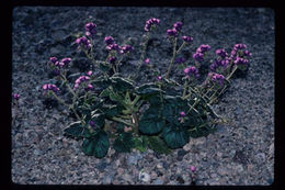 Image of calthaleaf phacelia