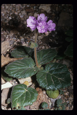 Image of calthaleaf phacelia