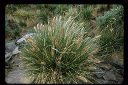 Image of tussock grass