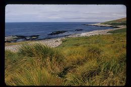 Image of tussock grass