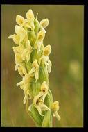 Image of Northern green orchid