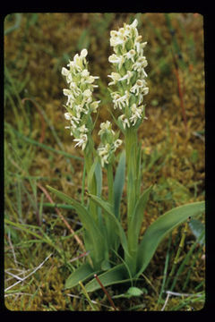 Image of Northern green orchid