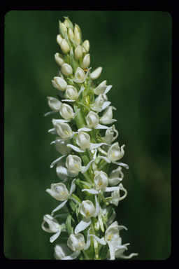 Image of Sierra bog orchid