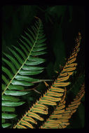 Sivun Polystichum munitum (Kaulf.) C. Presl kuva