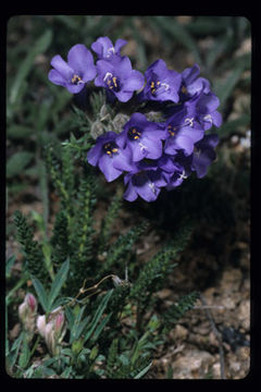 Image of sticky polemonium