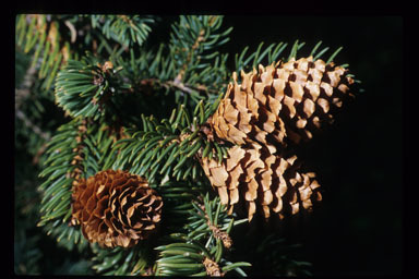 Imagem de Picea engelmannii Parry ex Engelm.