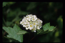 Слика од Physocarpus capitatus (Pursh) Kuntze